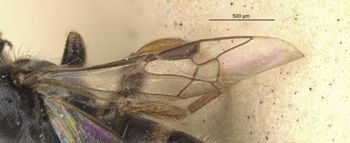 Media type: image;   Entomology 25252 Aspect: Wing front